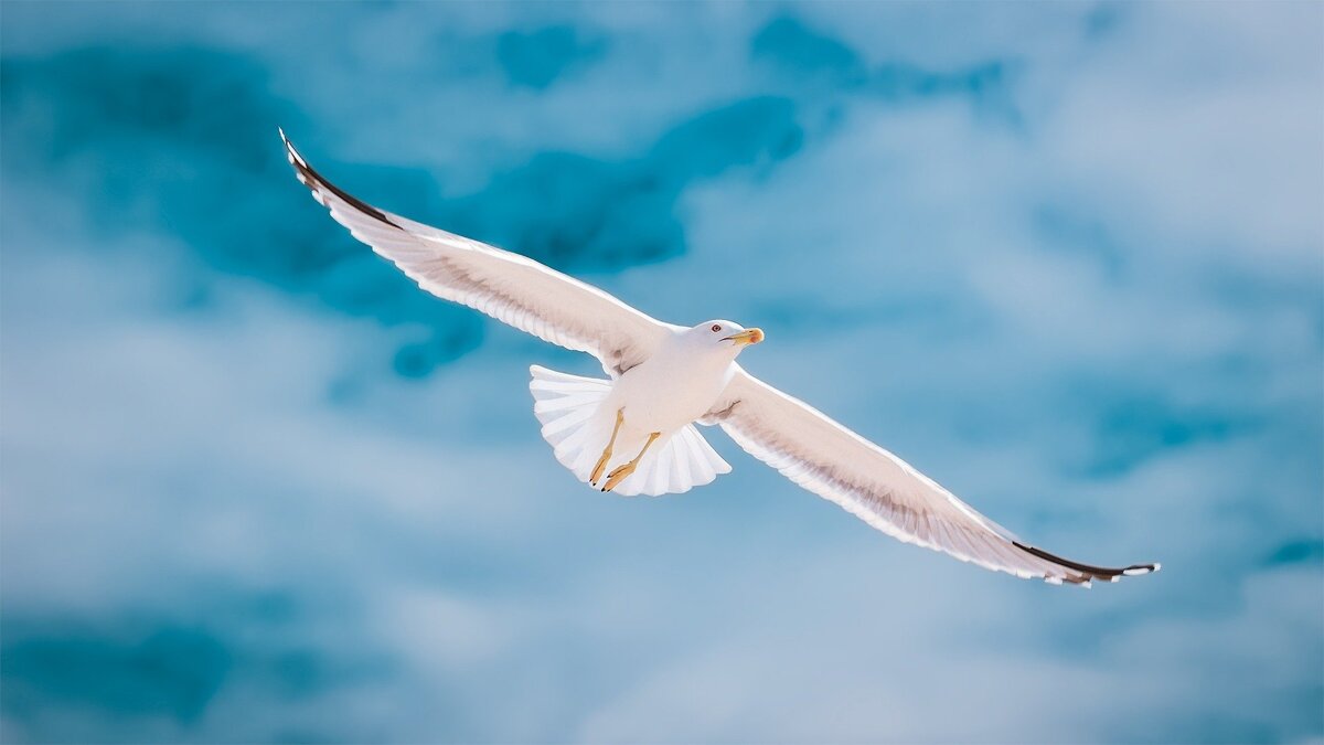 Image of Seagulls' Book Blog (21.5.21)