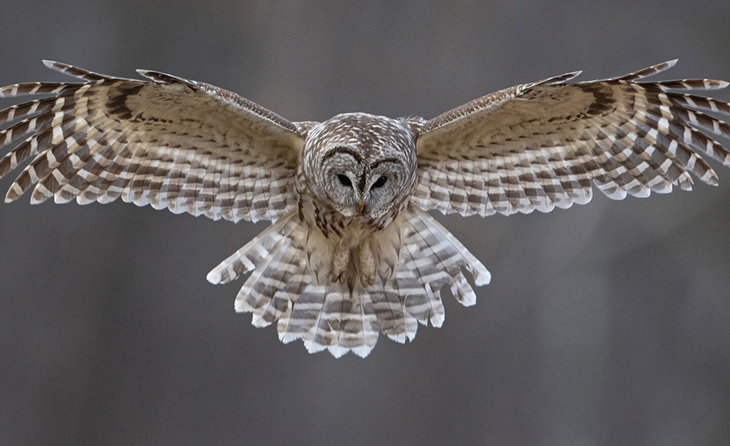 Image of Owls' Reading Blog (7.5.21)