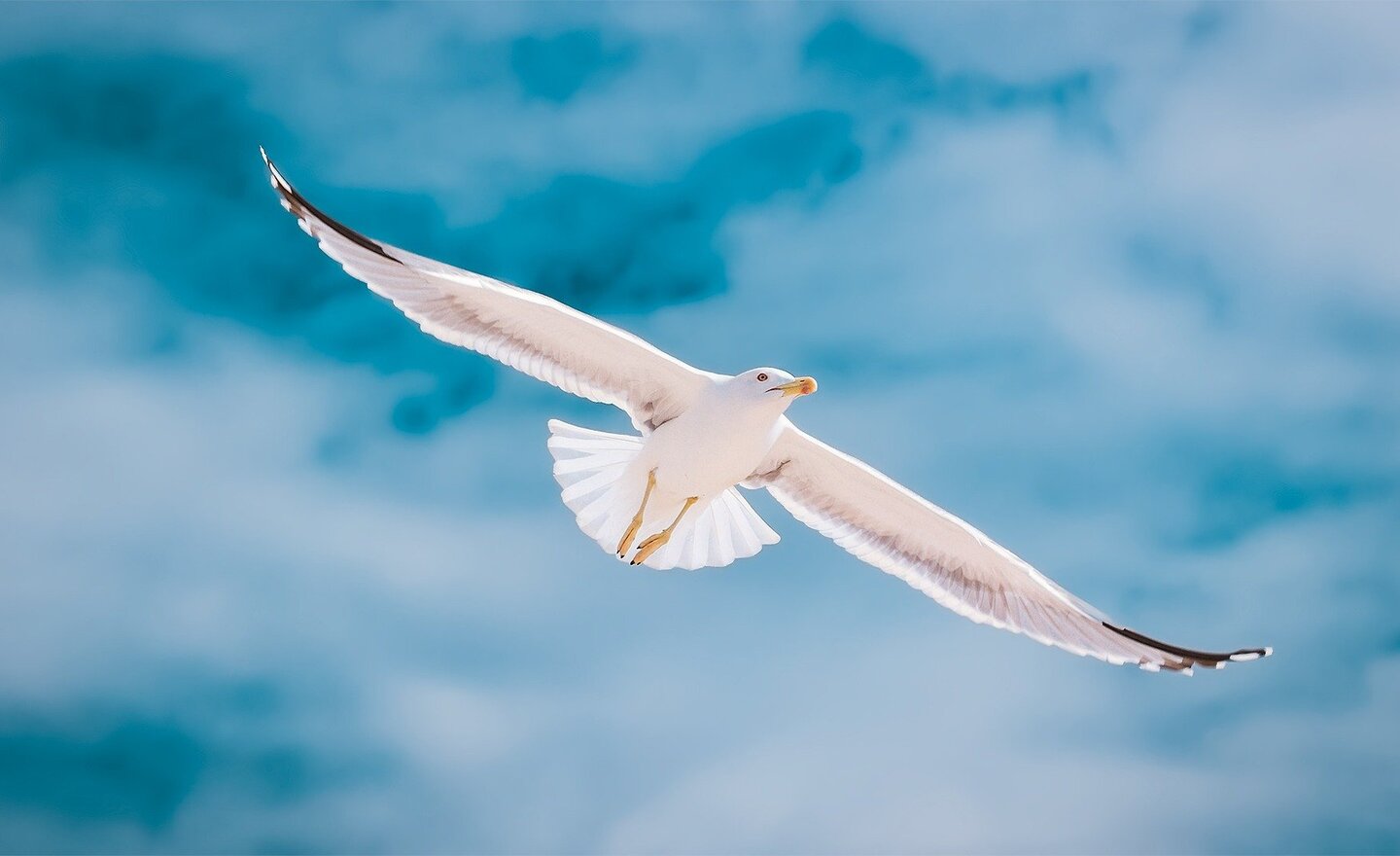 Image of Seagulls' Book Blog (21.5.21)